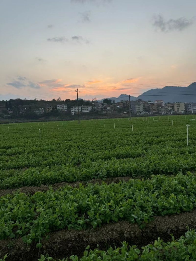 豌豆尖基地代办空运全国几小时到货