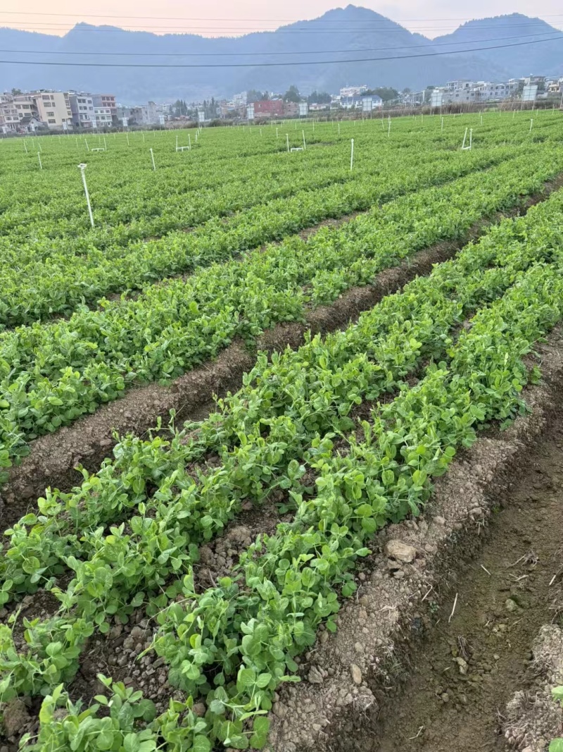 豌豆尖基地代办空运全国几小时到货