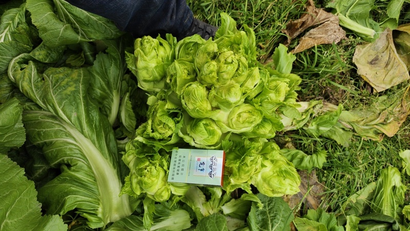 儿菜四川儿菜毛货净货对接商超，光儿子厂货均大量有货