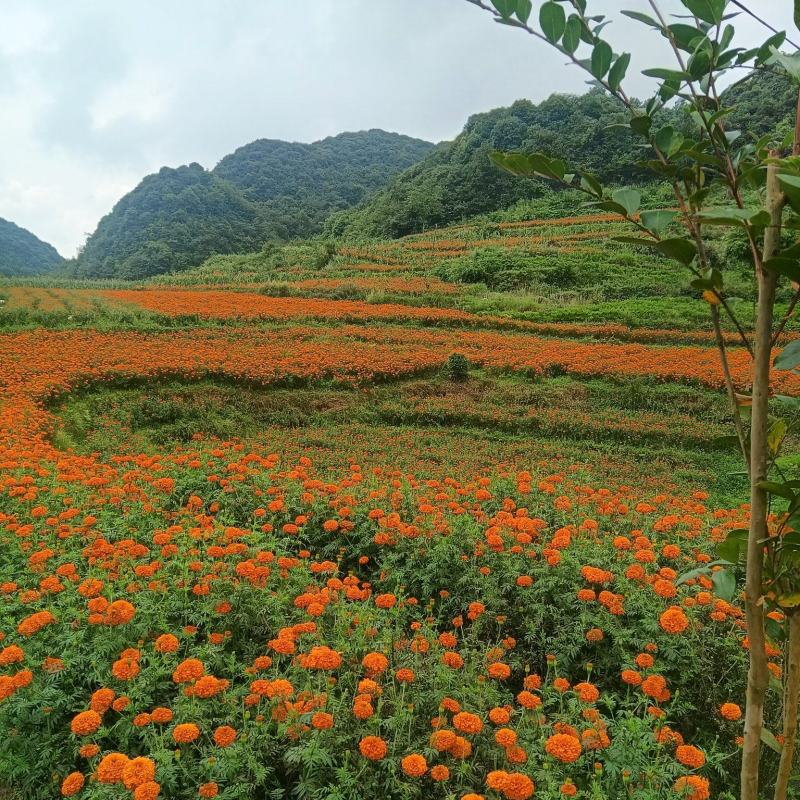 无花果基地全年批发供应空运全国几小时到货