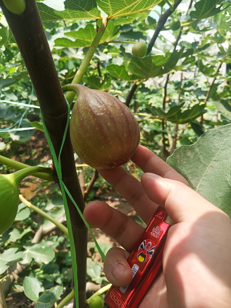 无花果基地全年批发供应空运全国几小时到货