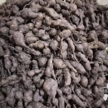 贵州精品三叶青鲜果，产地直发品质保证量大从优***的