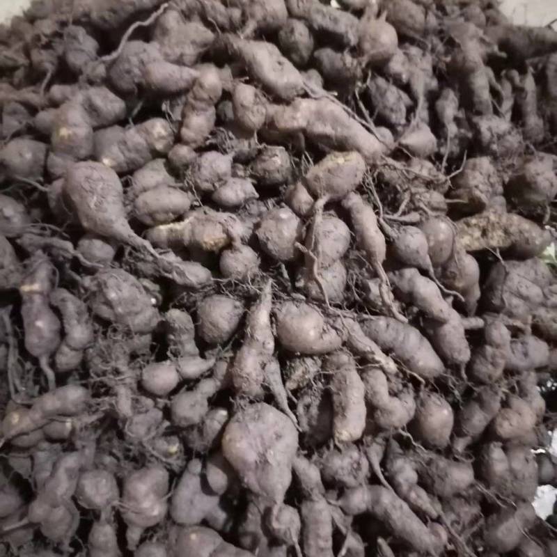 贵州精品三叶青鲜果，产地直发品质保证量大从优***的