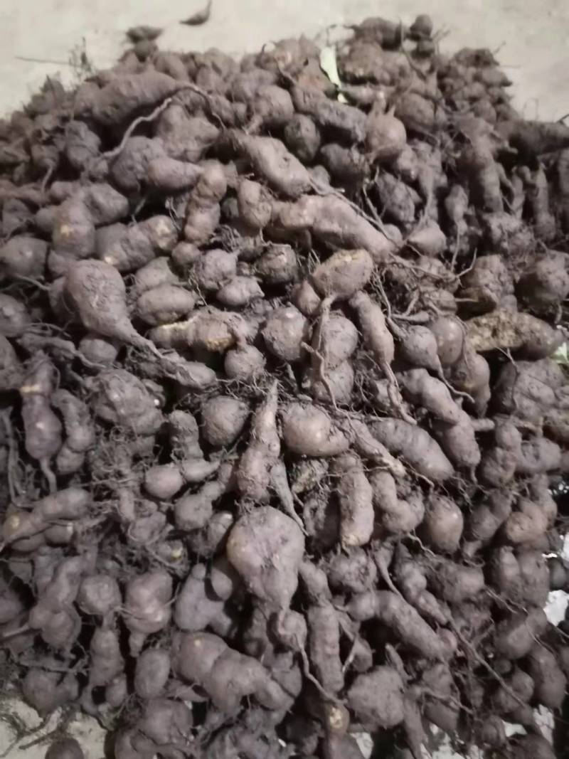 贵州精品三叶青鲜果，产地直发品质保证量大从优***的