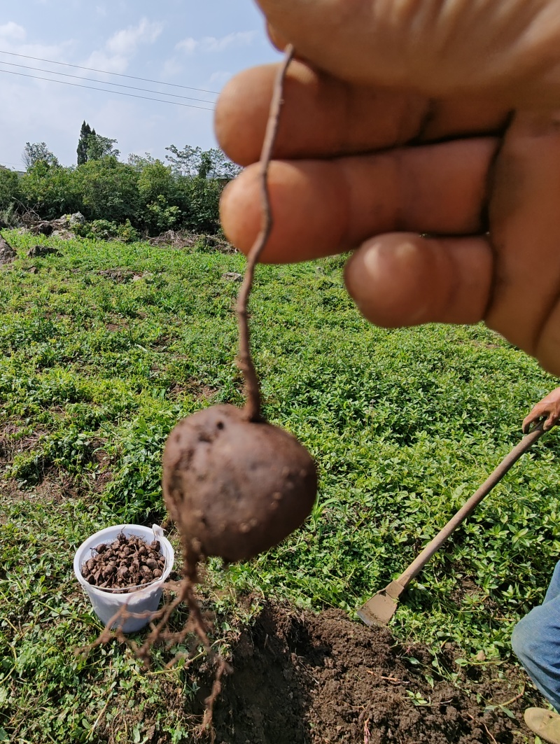 贵州精品三叶青鲜果，产地直发品质保证量大从优***的