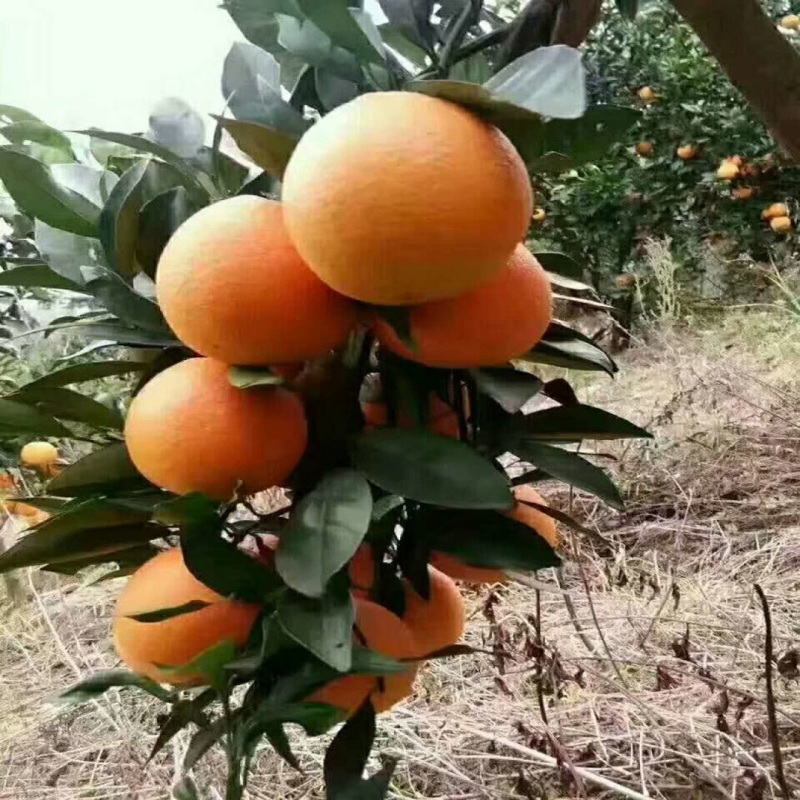 广西纽荷尔脐橙脐橙橙子可视频订货实力代购欢迎来电咨询