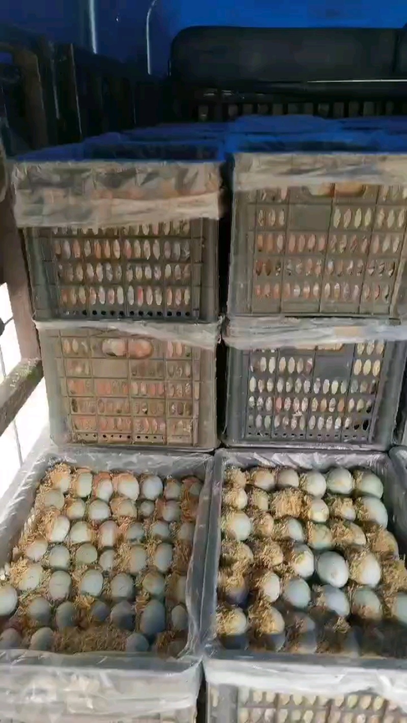跑江湖，赶集松花蛋江西厂家常年供应