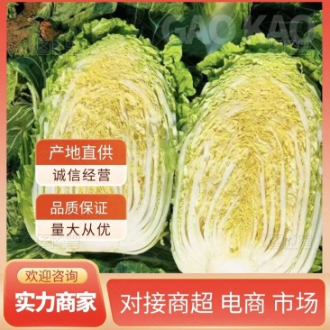 黄心白菜江苏产地直供一手货源品质好价格低实力供货