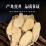 牛大力野生牛大力泡酒煲汤泡茶产地直供清甜味甘用心采摘