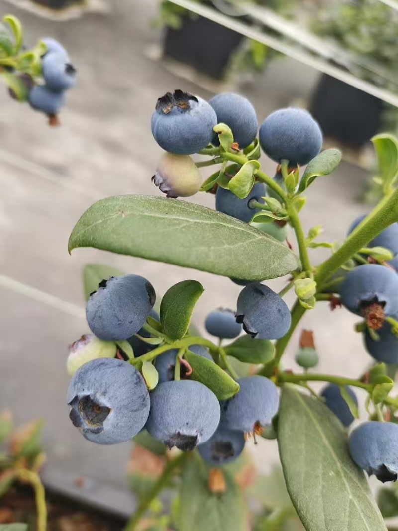 花香蓝莓