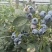 花香蓝莓