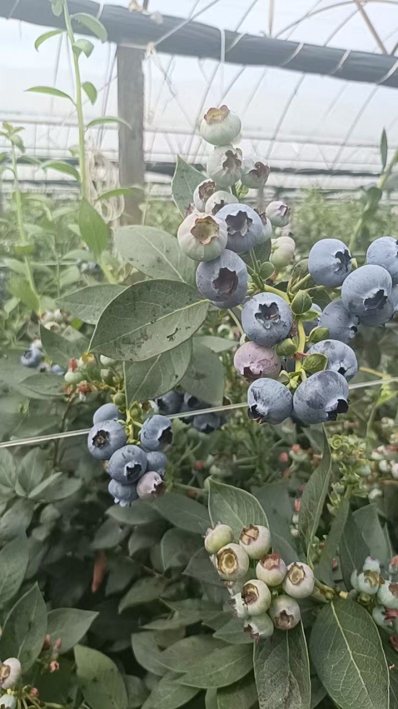 花香蓝莓