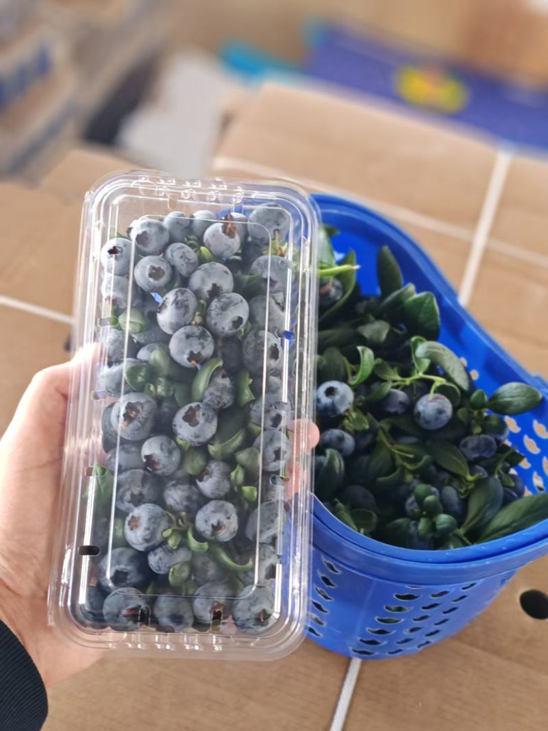 花香蓝莓