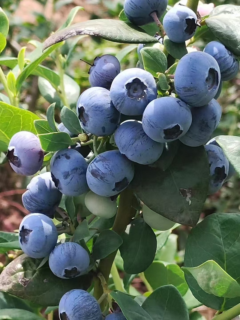 花香蓝莓