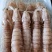 皮皮虾(活煮熟冻，肉质饱满，鲜度100%精品)