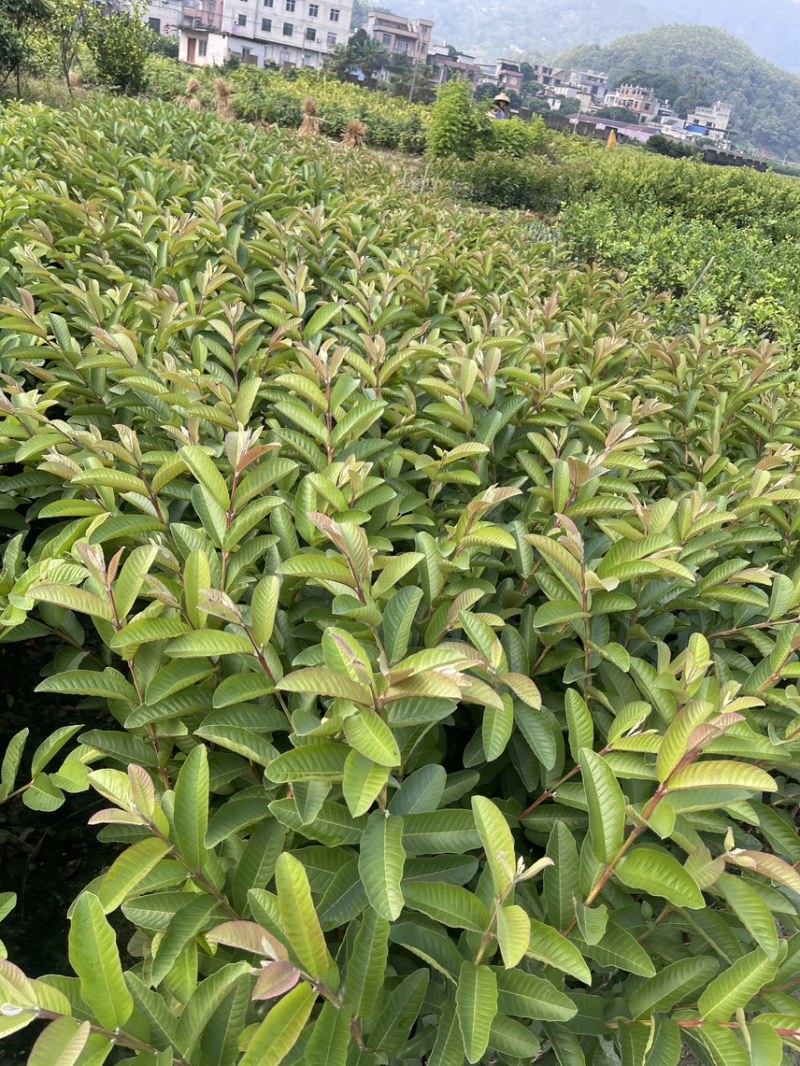 西瓜红番石榴苗30~50cm规格齐全欢迎来电下单