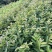 西瓜红番石榴苗30~50cm规格齐全欢迎来电下单
