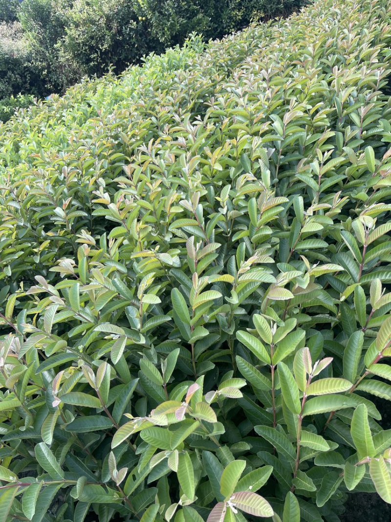 西瓜红番石榴苗30~50cm规格齐全欢迎来电下单