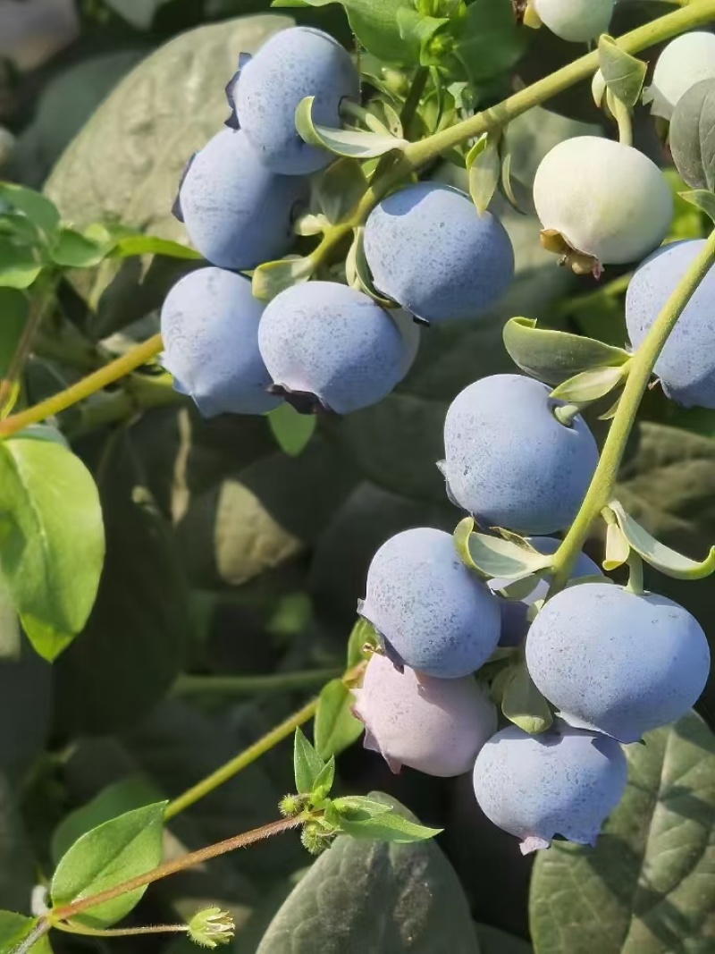 L25顺丰航空一件代发/批发新鲜蓝莓高端纯甜花香圆杯60