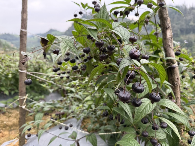 红果参云南马关正宗红果参