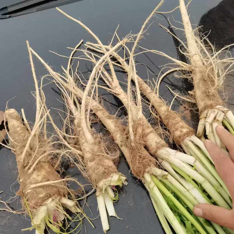 蔓菁莱有土人参油菜根大量上市了批发市场平台货有要老板联系