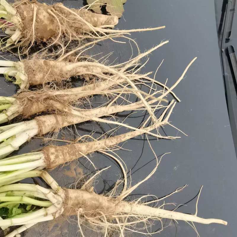 蔓菁莱有土人参油菜根大量上市了批发市场平台货有要老板联系