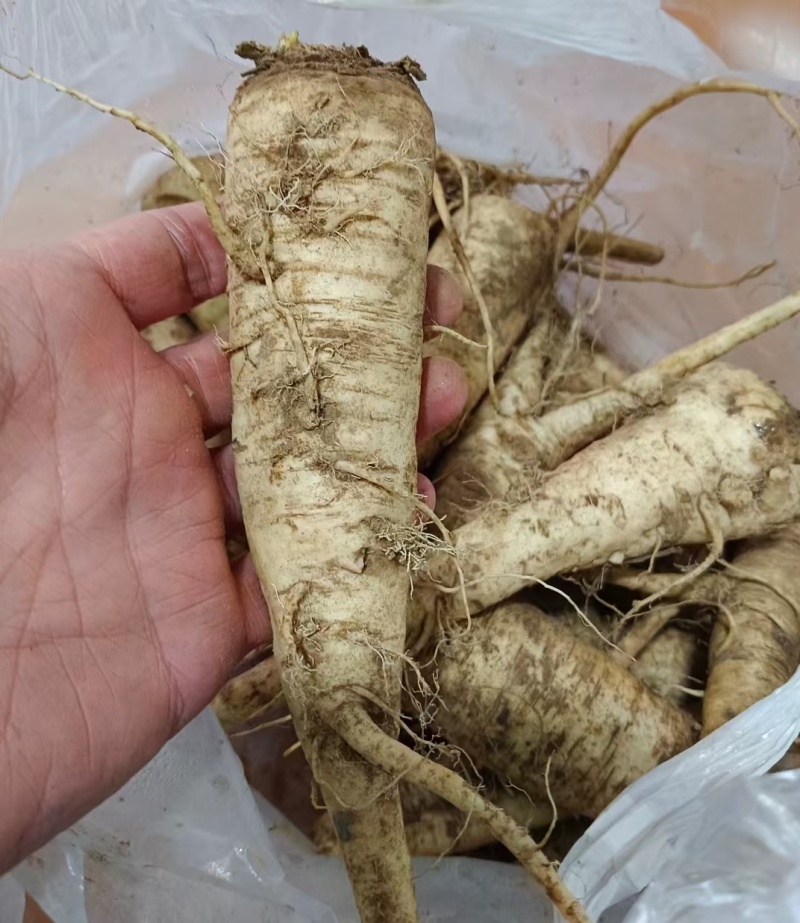 蔓菁莱有土人参油菜根大量上市了批发市场平台货有要老板联系