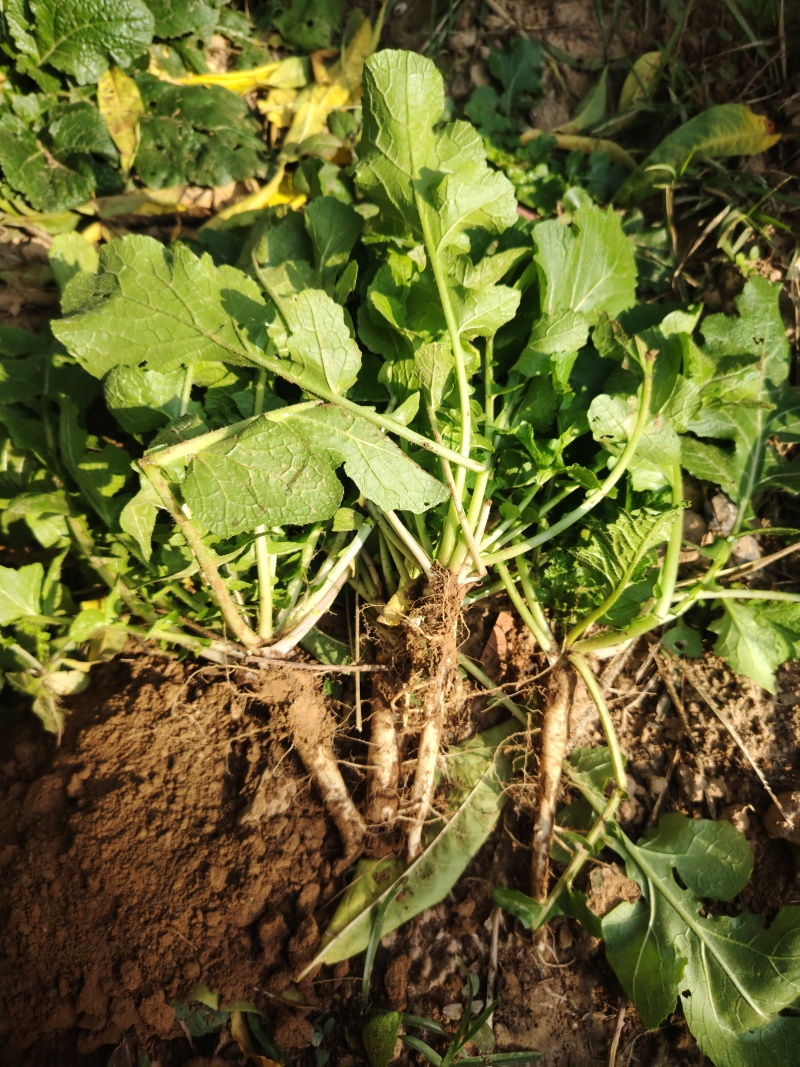 蔓菁莱有土人参油菜根大量上市了批发市场平台货有要老板联系