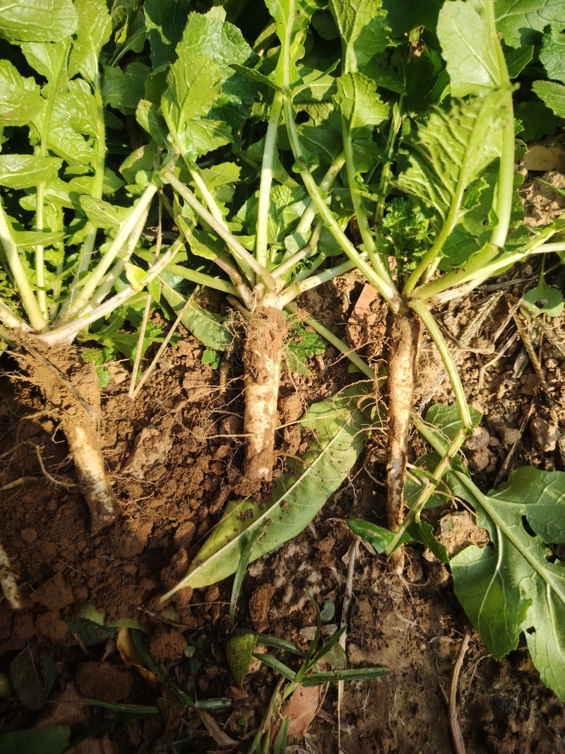 蔓菁莱有土人参油菜根大量上市了批发市场平台货有要老板联系