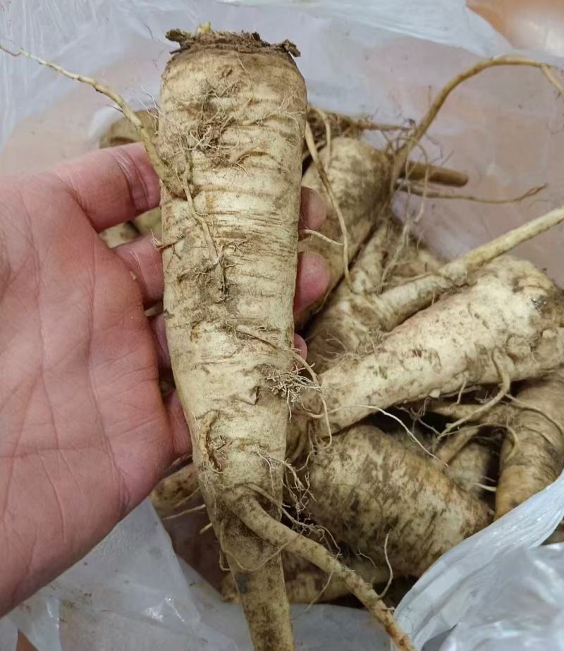 蔓菁大量上市了批发市场平台货