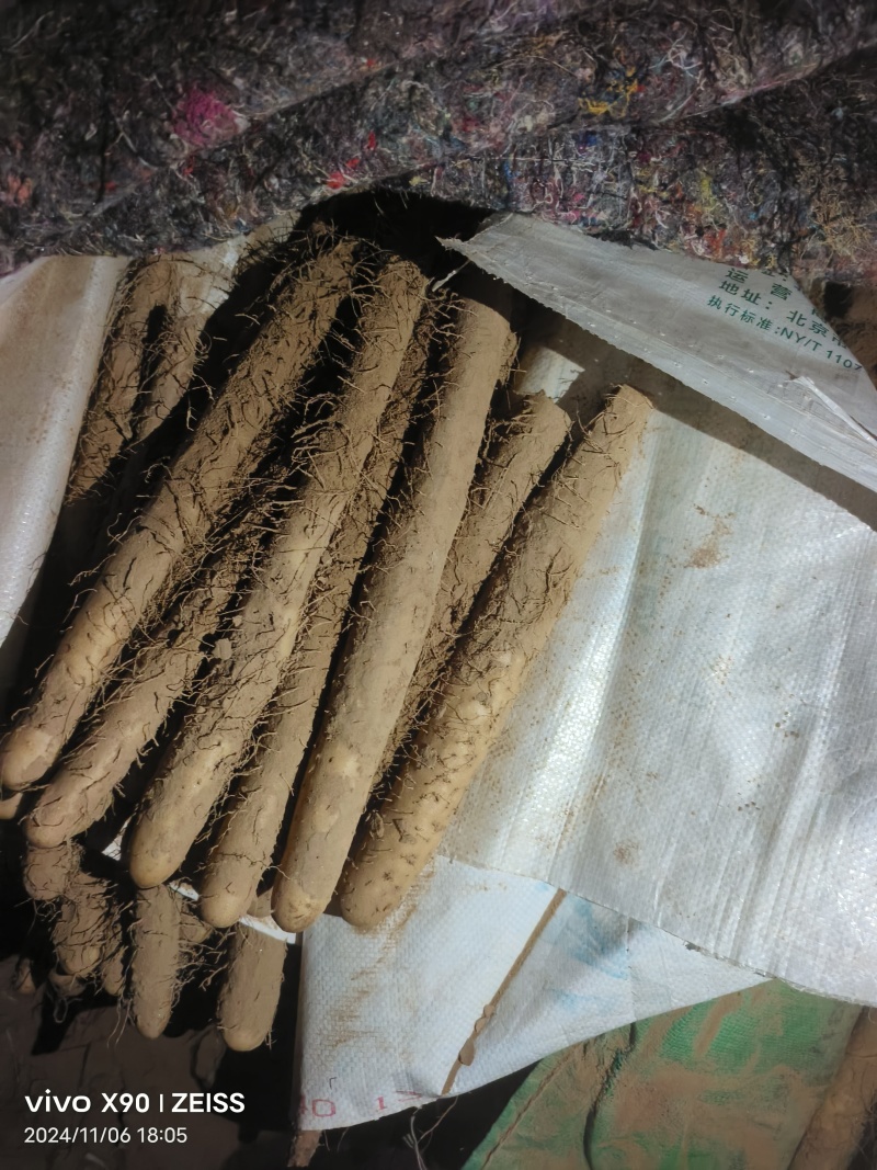 麻山药