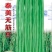 无筋豆种子泰美无筋豆荚长翠绿色无筋结荚密产量高