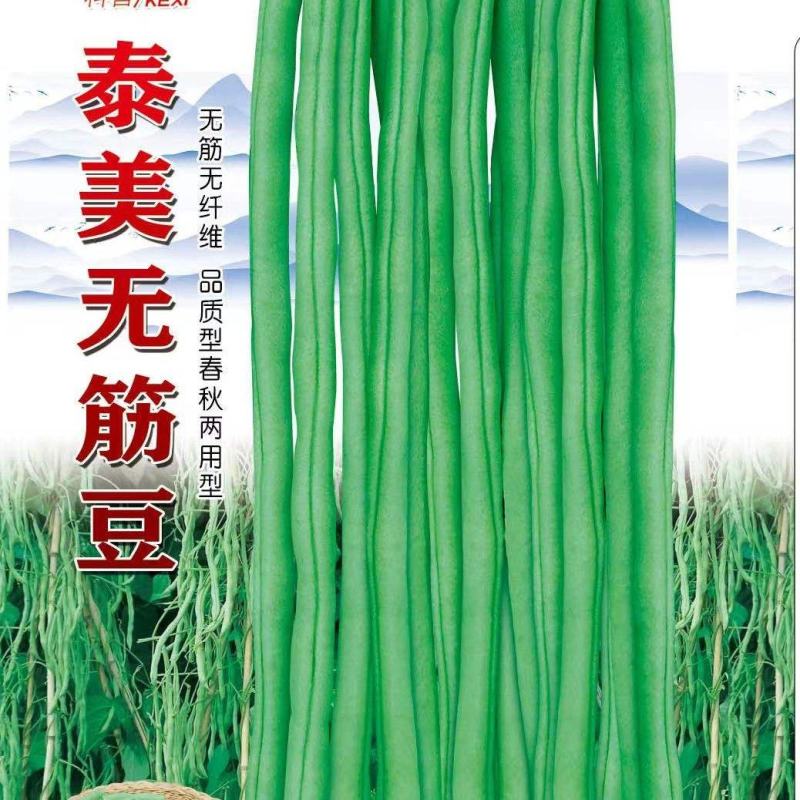 无筋豆种子泰美无筋豆荚长翠绿色无筋结荚密产量高