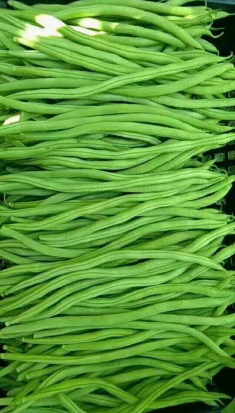 无筋豆种子泰美无筋豆荚长翠绿色无筋结荚密产量高