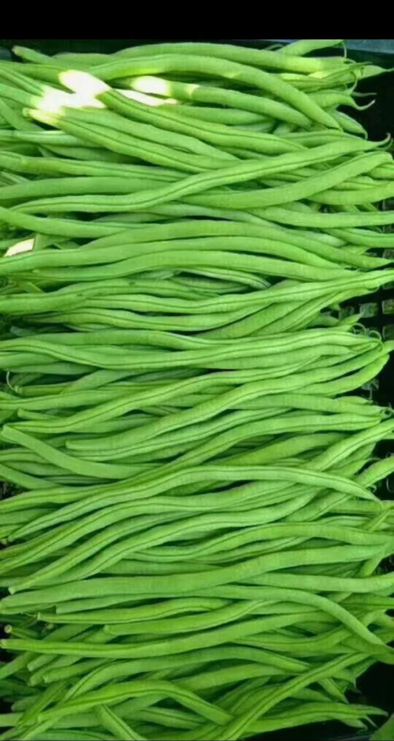 无筋豆种子泰美无筋豆荚长翠绿色无筋结荚密产量高