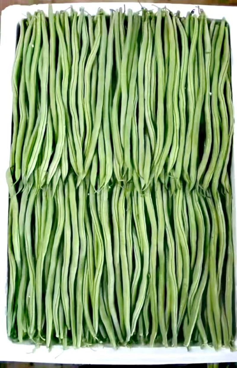 无筋豆种子泰美无筋豆荚长翠绿色无筋结荚密产量高
