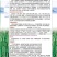 无筋豆种子泰美无筋豆荚长翠绿色无筋结荚密产量高