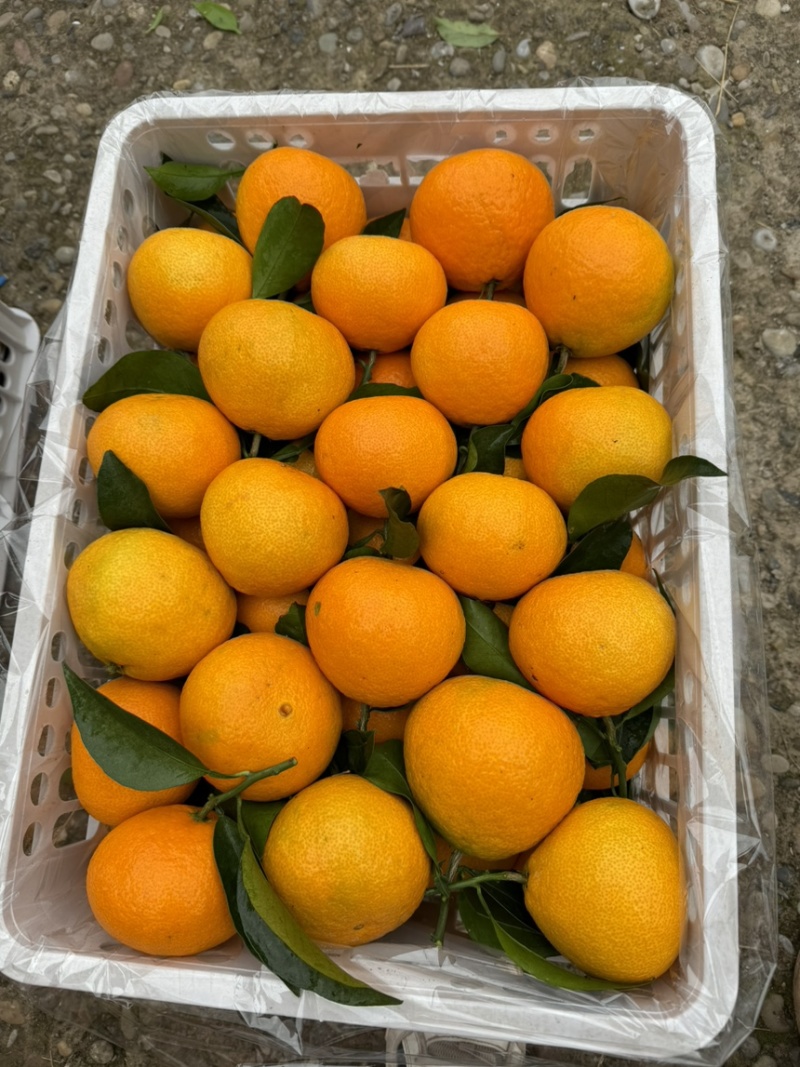 达州渠县爱媛38，精品爱媛38新鲜现货欢迎老板选购