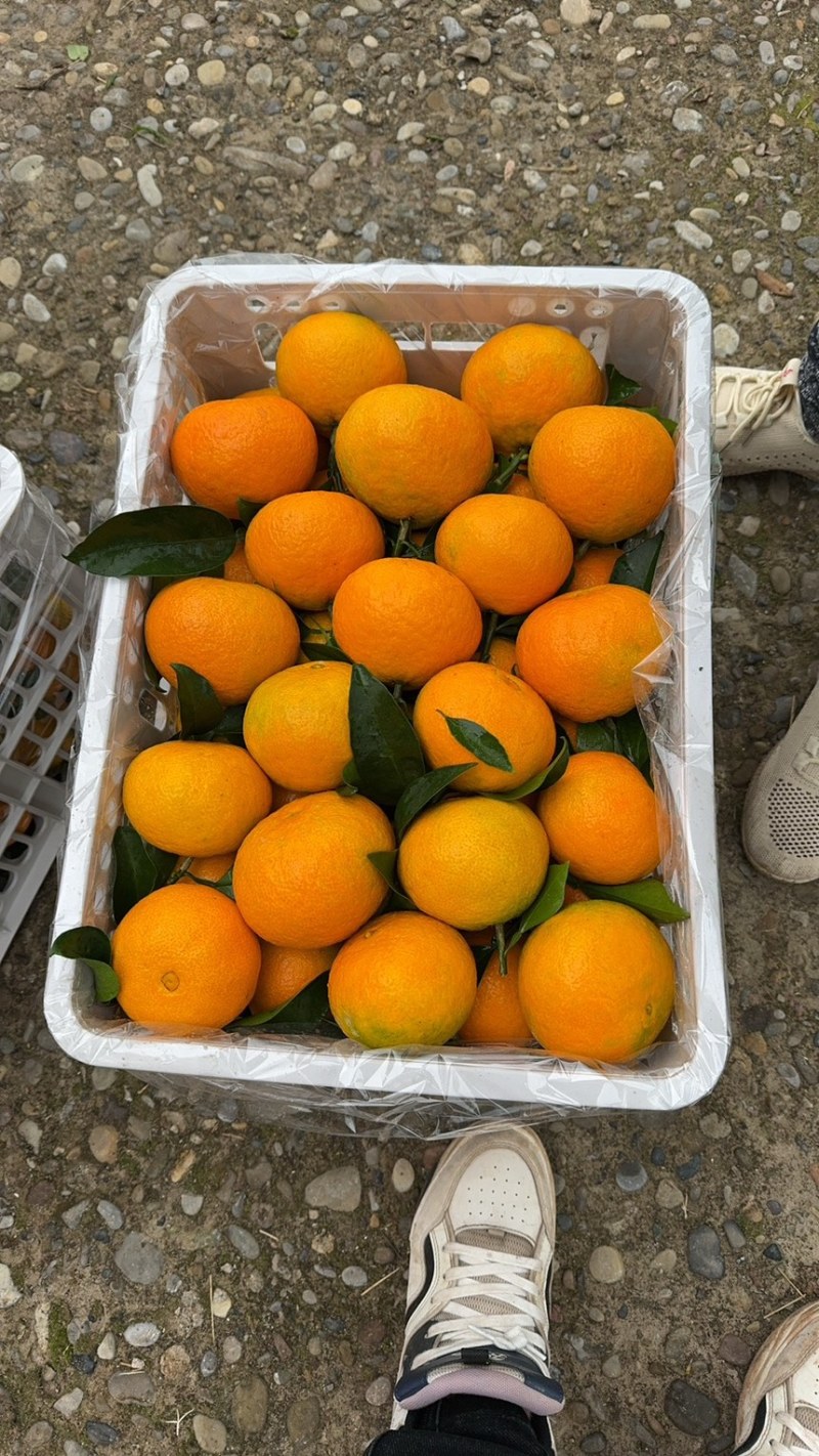 达州渠县爱媛38，精品爱媛38新鲜现货欢迎老板选购