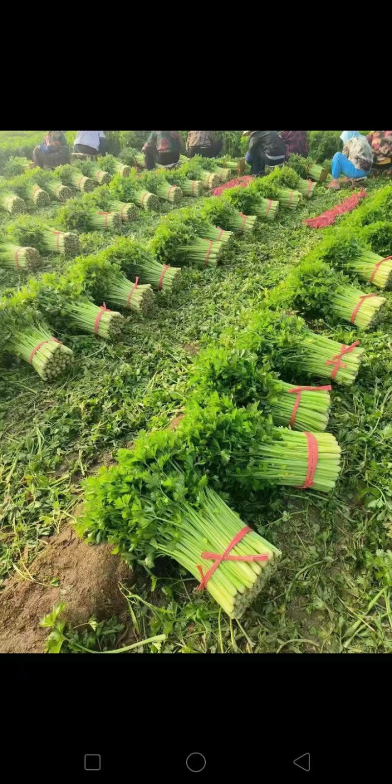 （实力代收）西芹，基地直供，对接电商，超市，代发全国