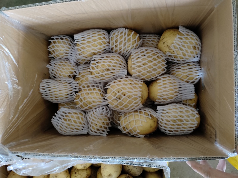 乌鲁木齐九鼎黄心沃土土豆，全国发货，可视频看货，一手货源