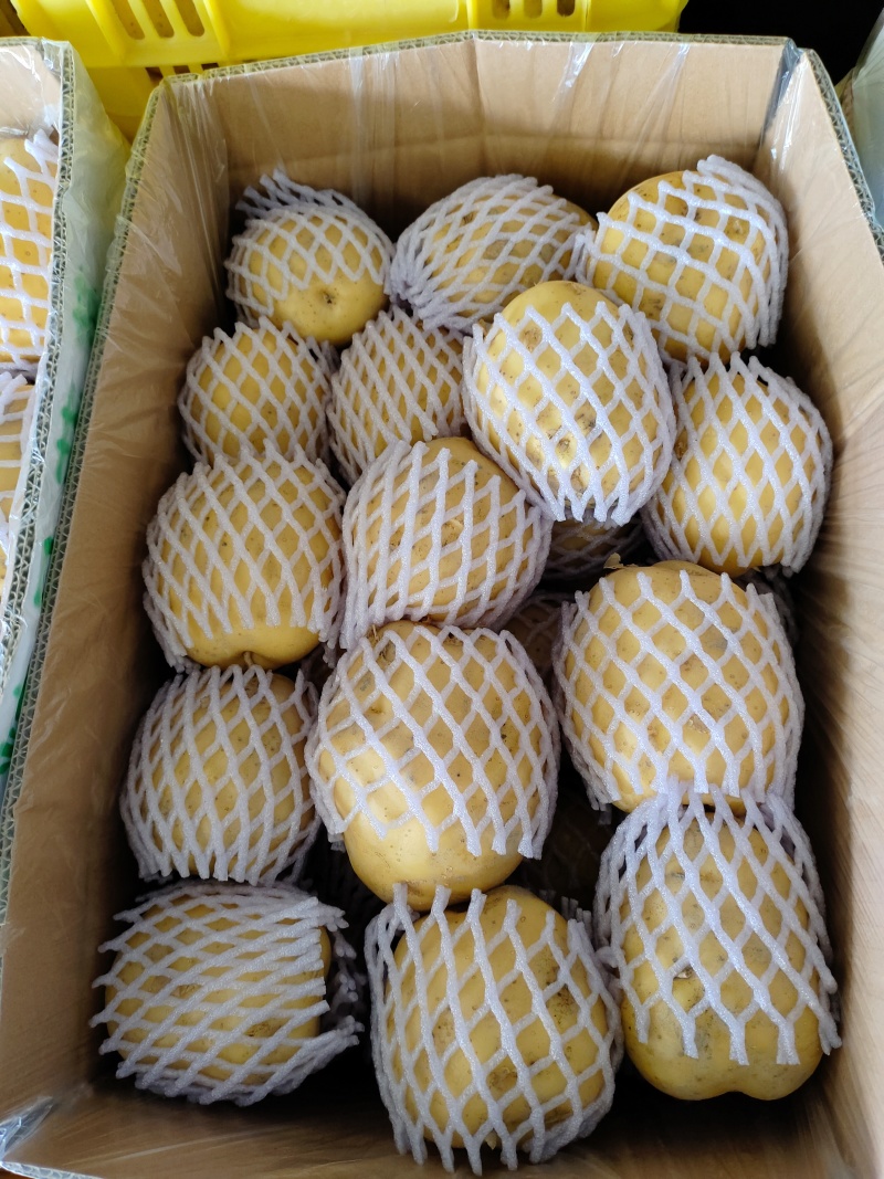 乌鲁木齐九鼎黄心沃土土豆，全国发货，可视频看货，一手货源