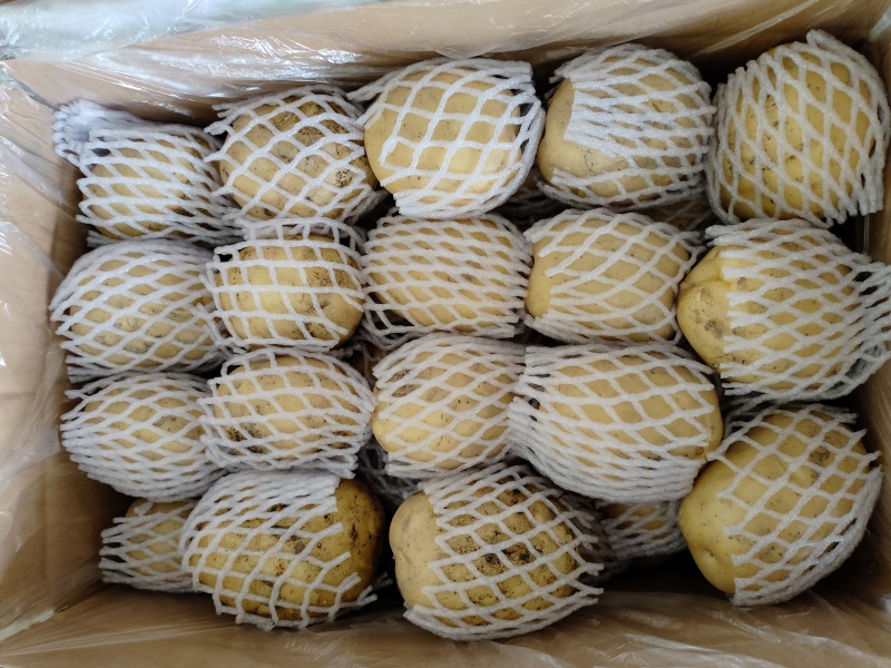 乌鲁木齐九鼎黄心沃土土豆，全国发货，可视频看货，一手货源