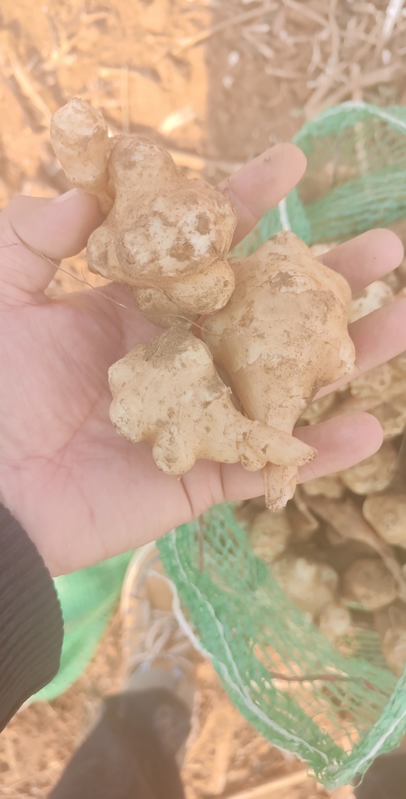 洋姜菊芋