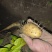 山药豆苗