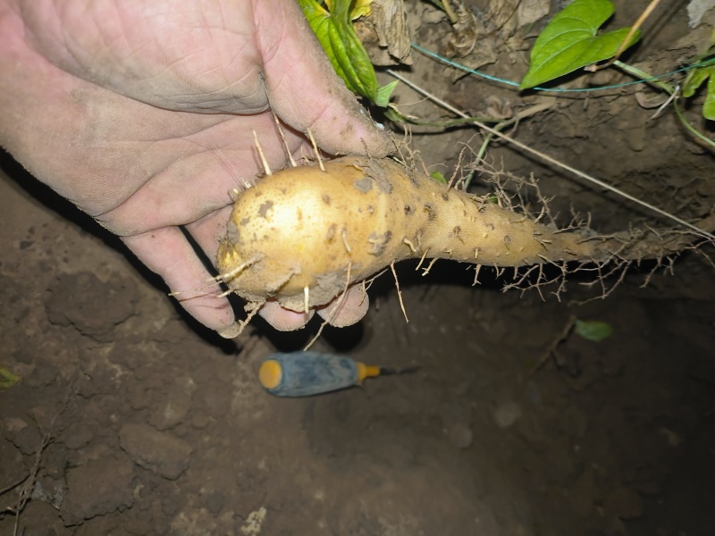 山药豆苗