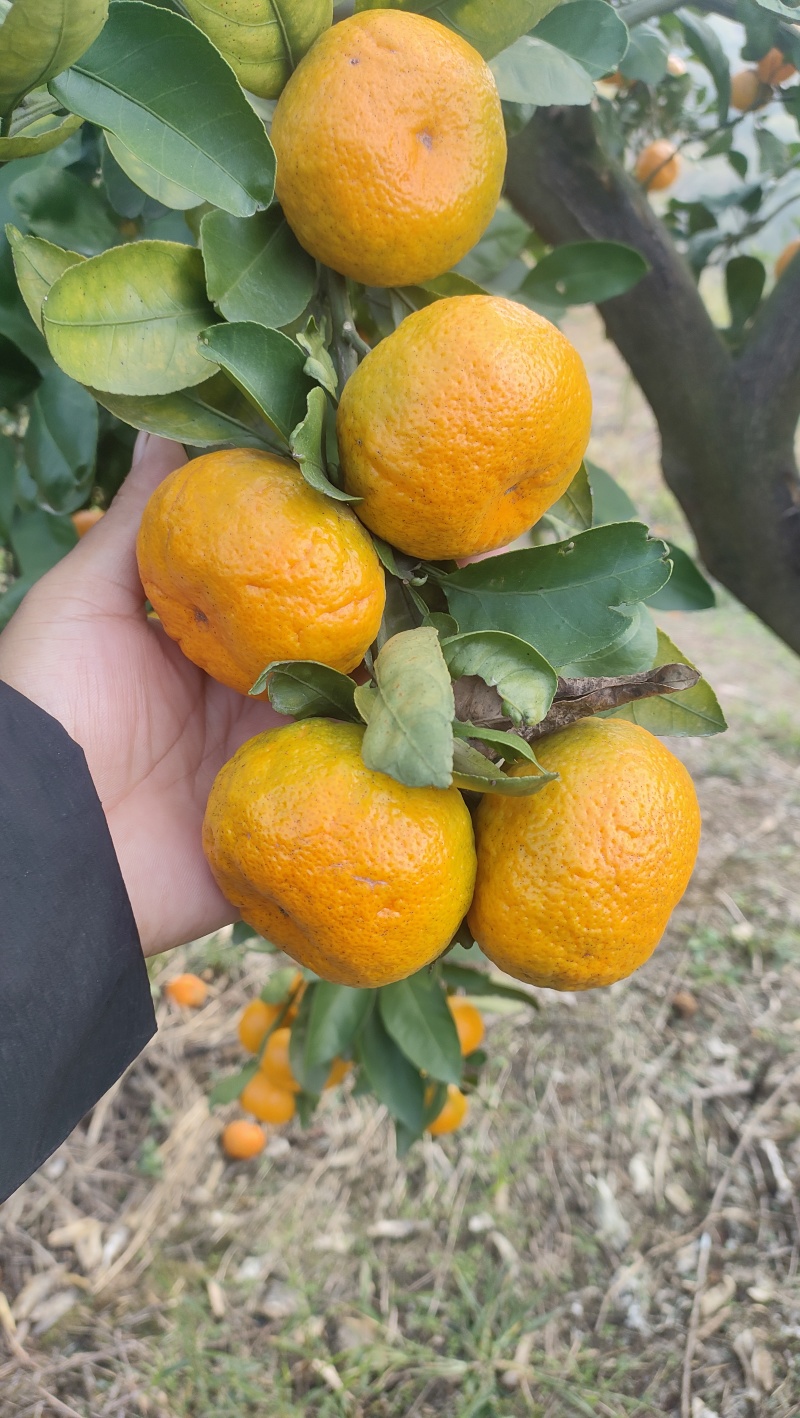 蜜桔