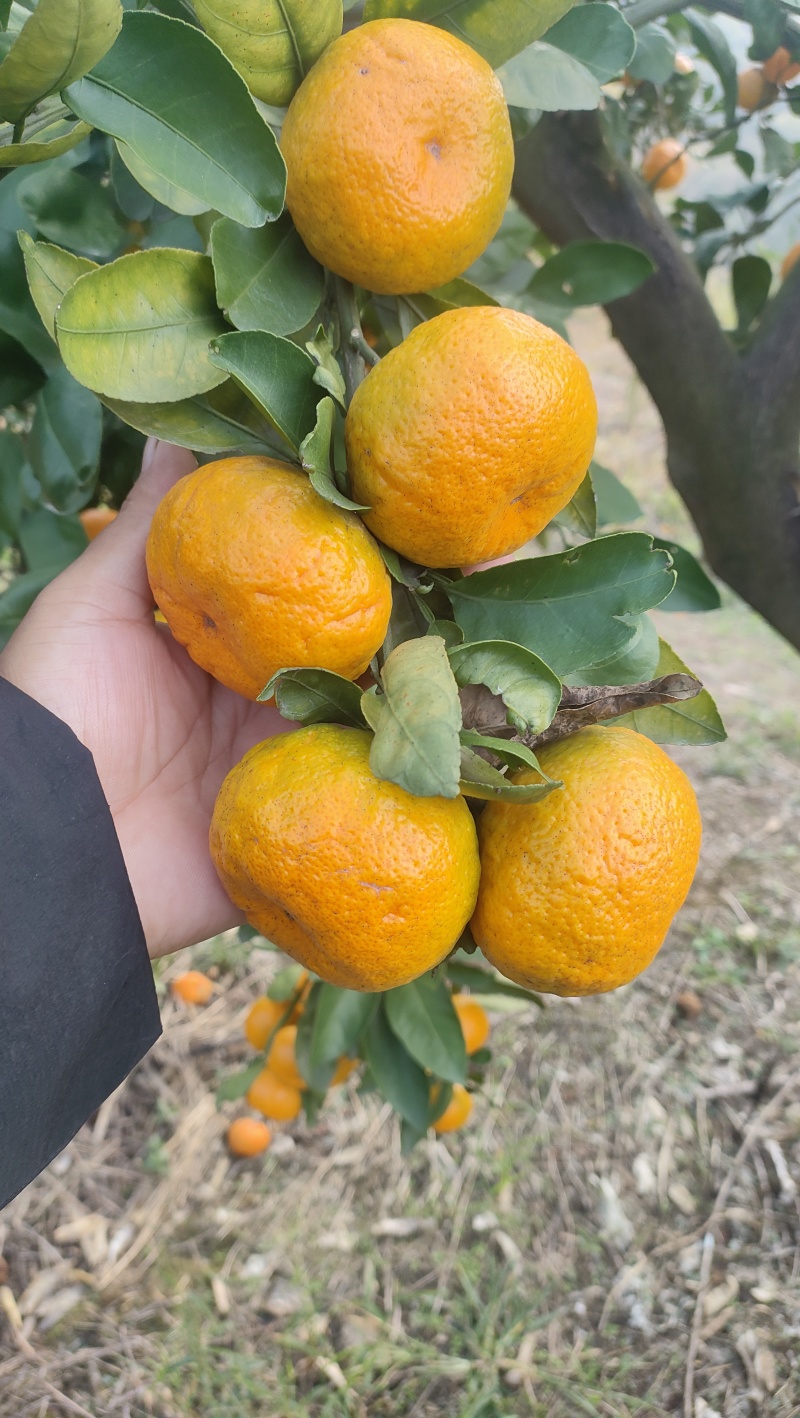 蜜桔