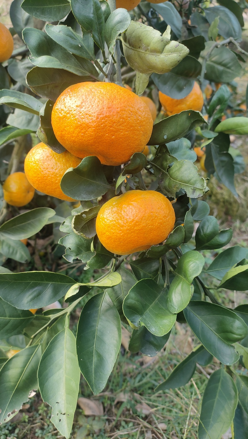 蜜桔