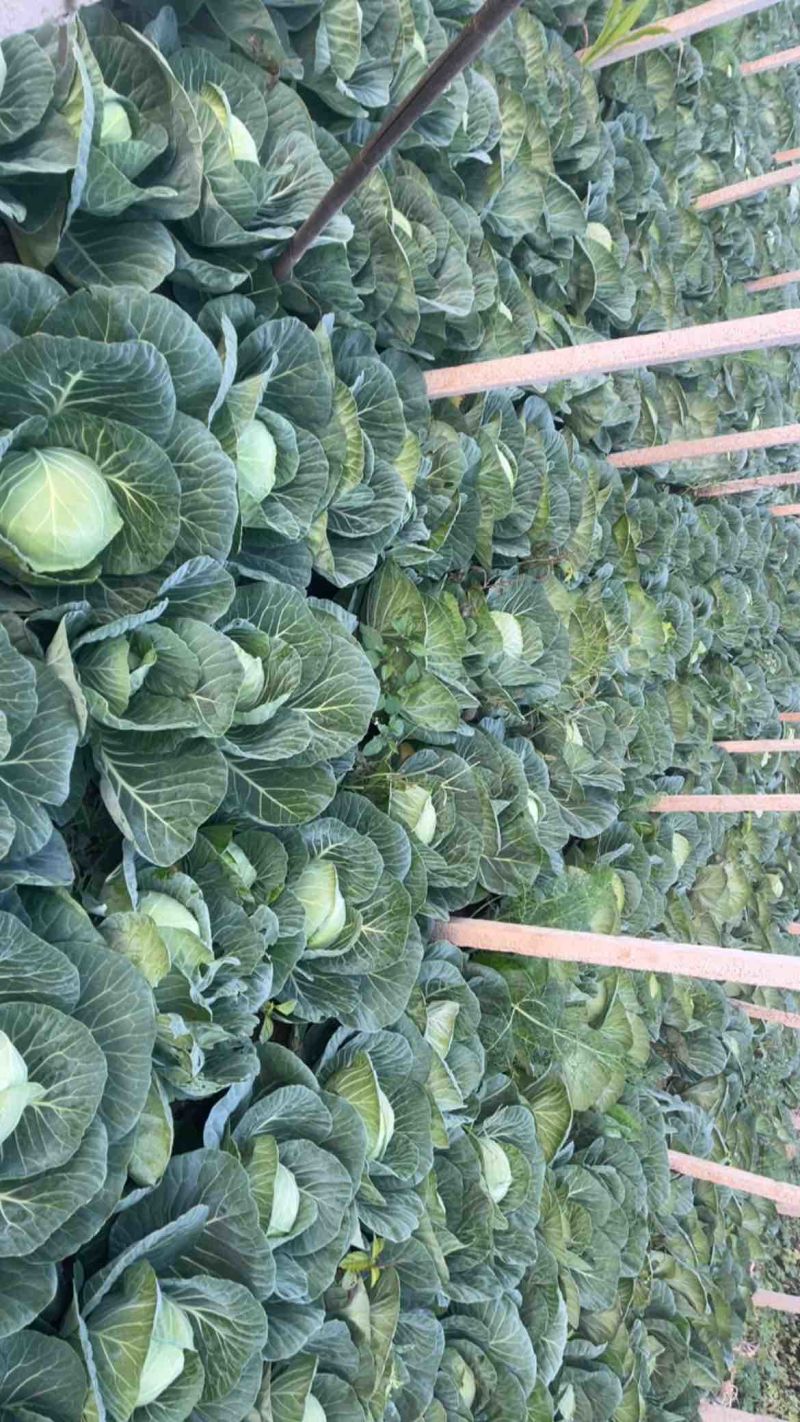 甘蓝大量上市，可实地看货，保证质量，对接全国电商市场